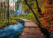 Autumnal wood trail - Puzzel 1000 stukjes - Ravensburger 12001764, print