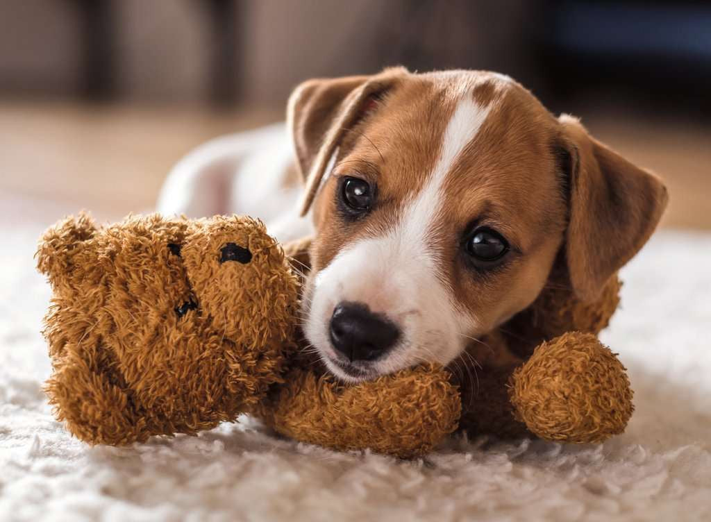 Cuddle buddies - Puzzel 500 stukjes - Ravensburger 12001903, print