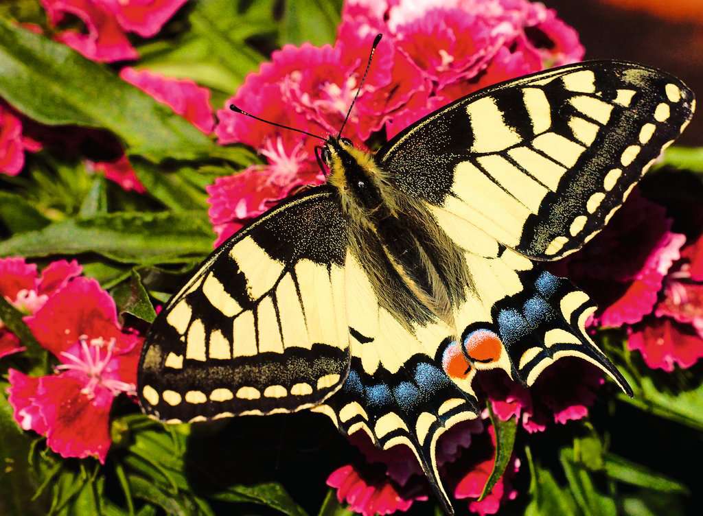 Butterfly - Puzzel 500 stukjes - Ravensburger 12001335